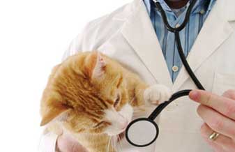 Criar Clínica Veterinária 24 Horas - Foto 1