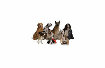 Carol Pet Sitter - Foto 1