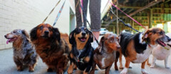dog-walker-indaiatuba-1493313105