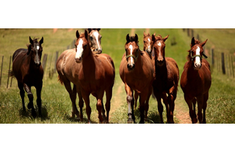 Haras RCli - Foto 1