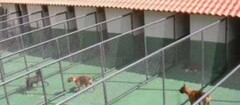 hotel-para-animais-indaiatuba-1493312379