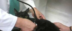 veterinarios-indaiatuba-1493311591