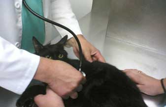 Clínica Veterinária Indavet - Foto 1