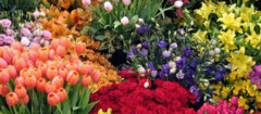 floricultura-indaiatuba-1494449054