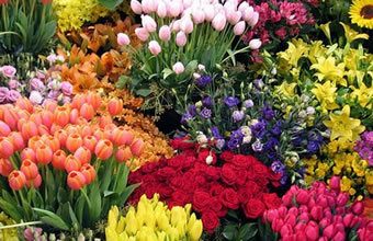 Floricultura Indaiá - Foto 1
