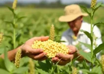 Desafio Nacional de Máxima Produtividade de Soja