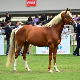 leilão de cavalo árabe