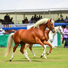 exposição de cavalos árabes