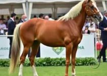 cavalo árabe