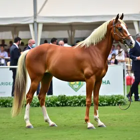 cavalo árabe