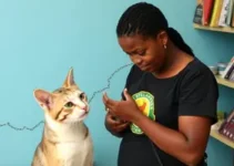 feira de adoção de animais